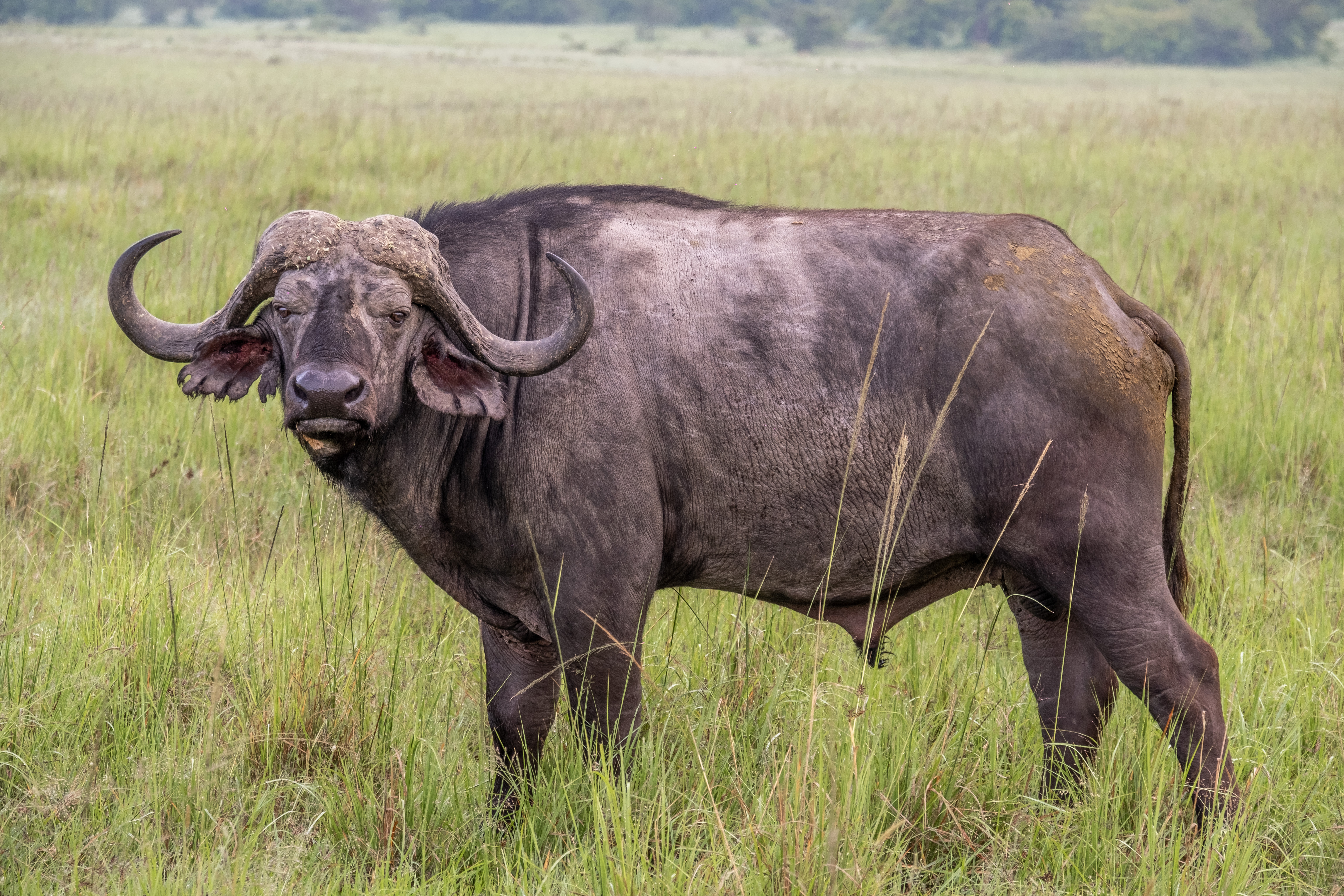 Cape buffalo bull standing in tall grass — heavy horns, direct stare