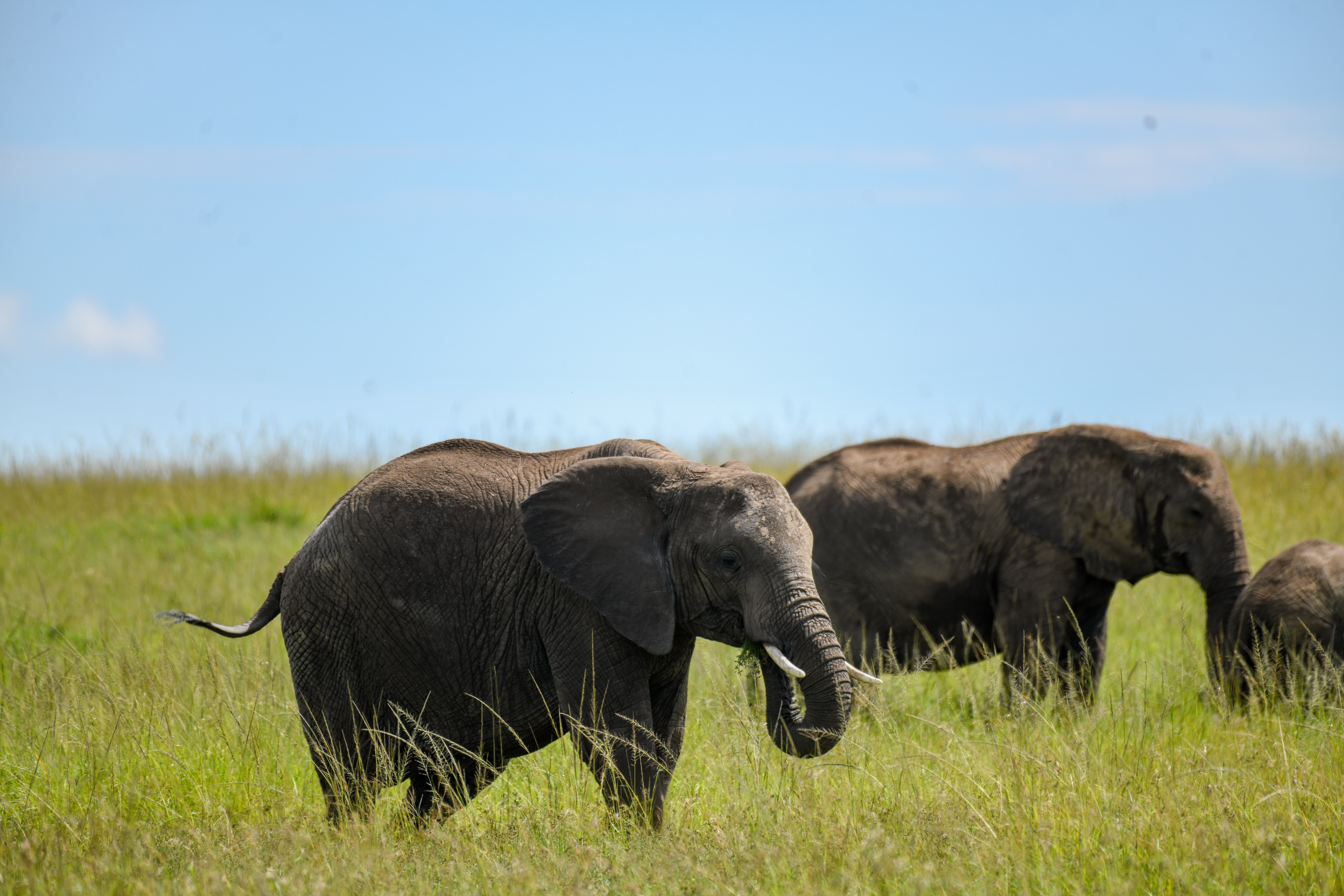 African elephant herd grazing in the tall grass of the Maasai Mara