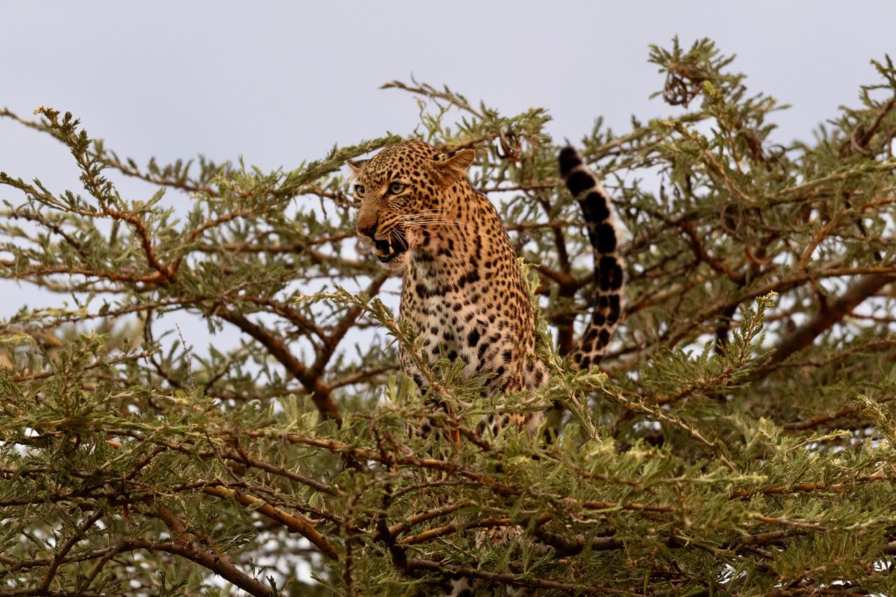 Leopard snarling in an acacia tree in the Maasai Mara