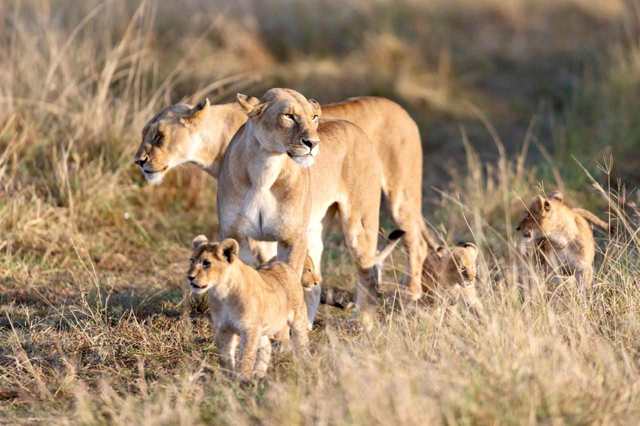Lionesses with four young cubs walking in golden Mara grass