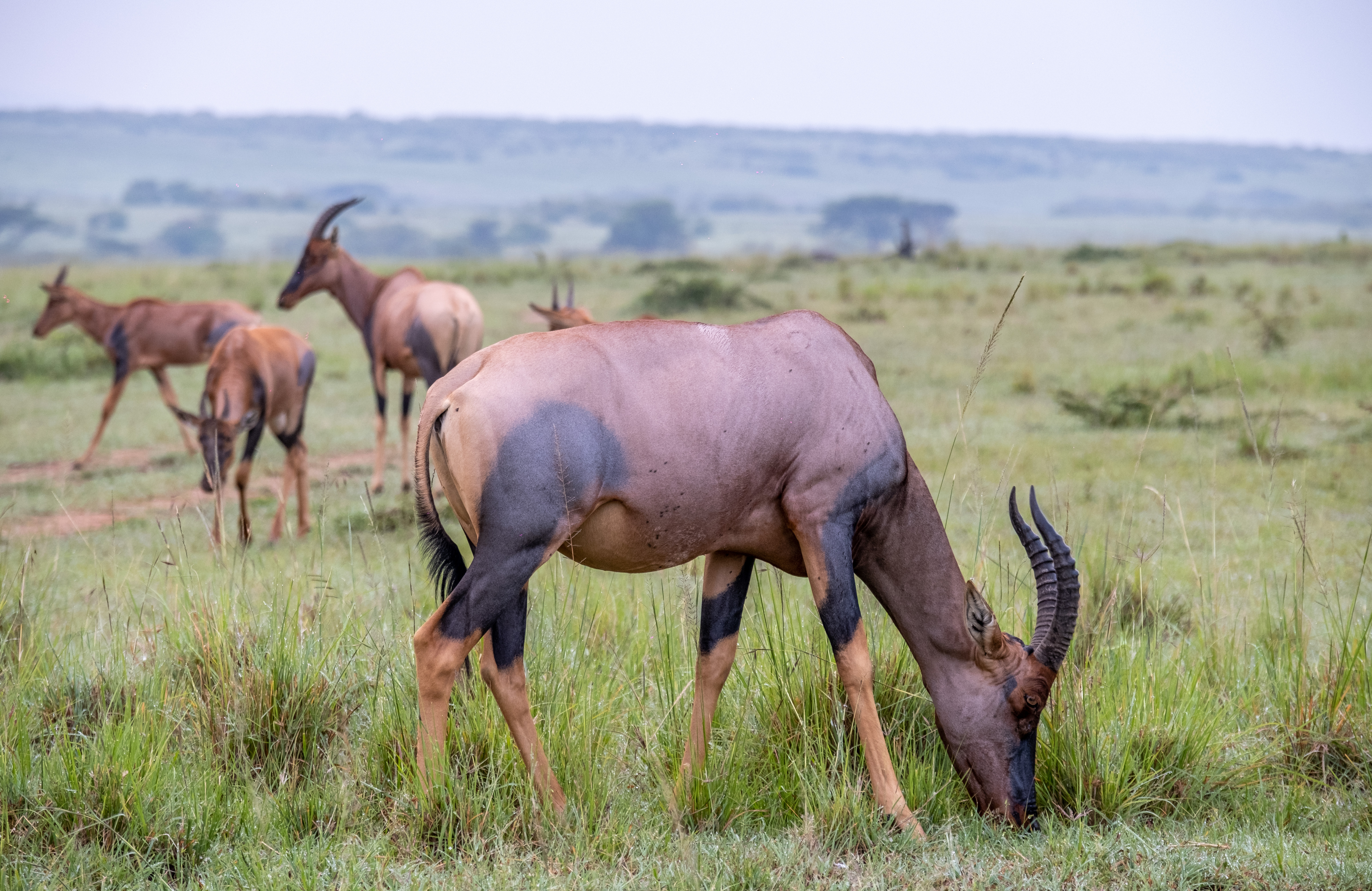 Topi antelope herd grazing with misty Mara in background