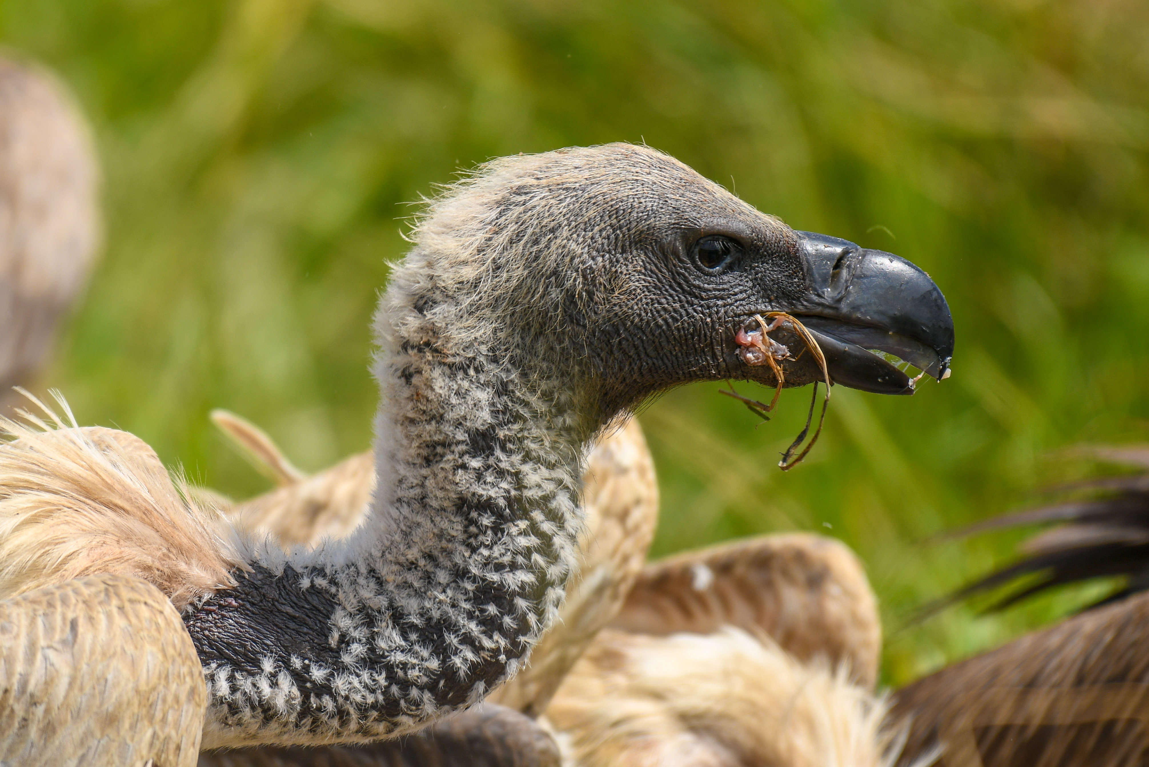 Vulture close-up portrait — dramatic bokeh background