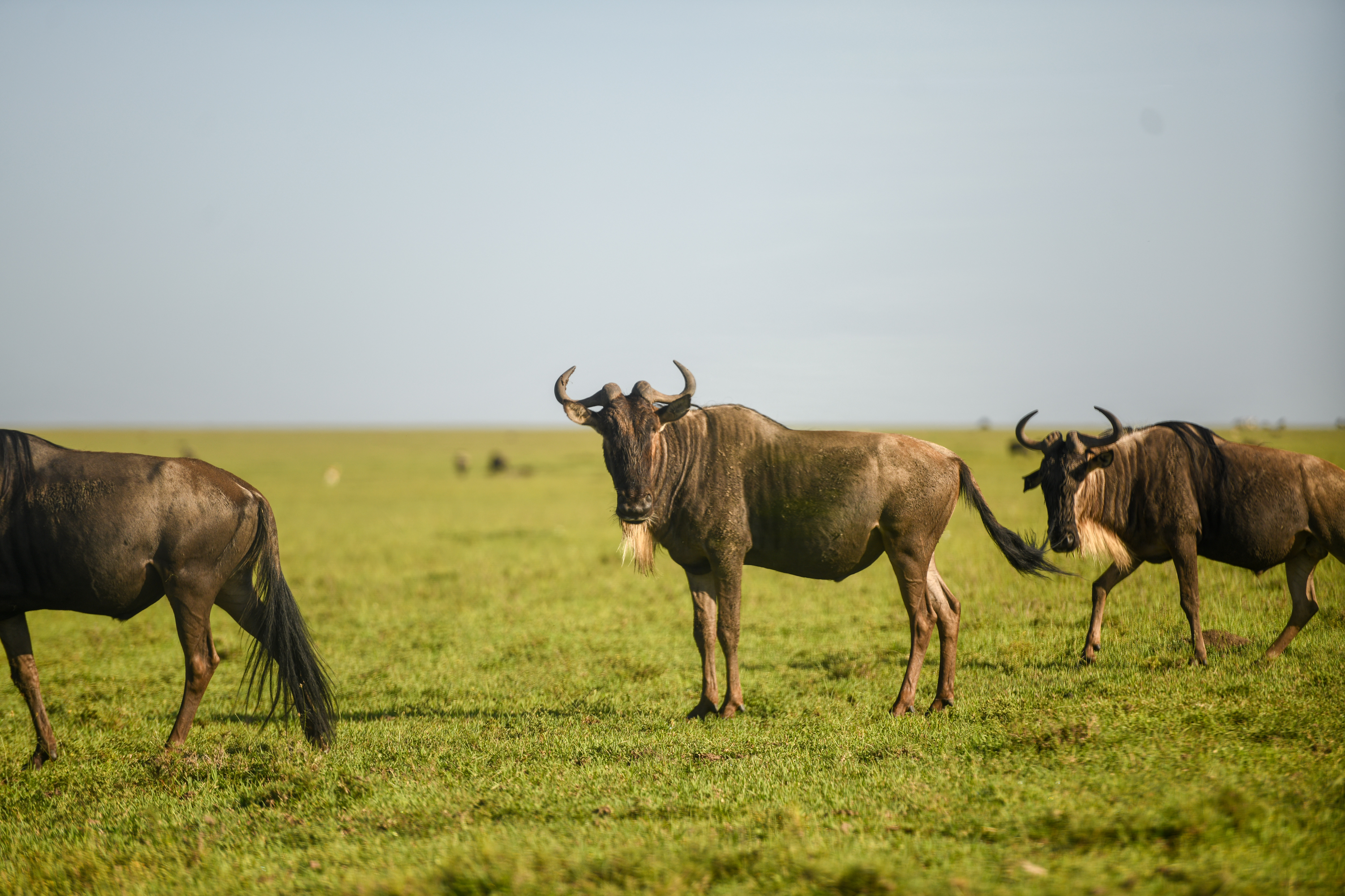 Wildebeest on the open Mara plains during the Great Migration