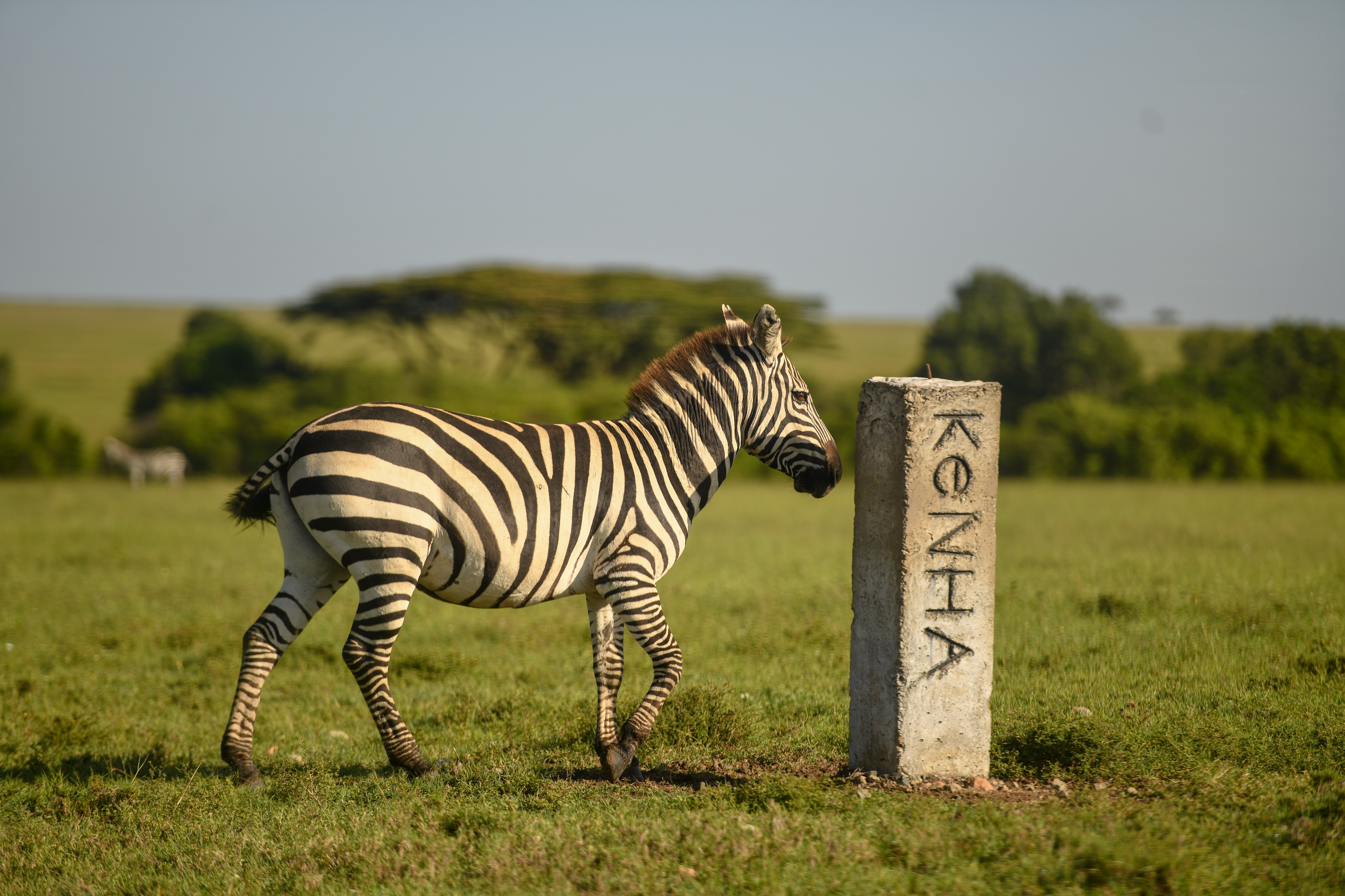 Plains zebra beside a KeNHA road marker on the Mara plains